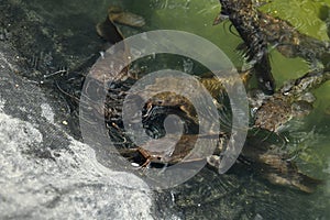 A beautiful closeup of catfish or Siluriformes eating puffed rice