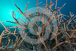 Beautiful closeup of a coral called Hyacinth Birdsnest under the water