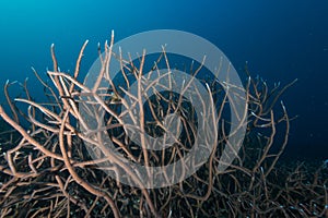 Beautiful closeup of a coral called Hyacinth Birdsnest under the water