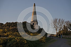 Beautiful closeup evening view of Killiney Obelisk and wild yellow gorse Ulex flowers growing everywhere in Ireland all the year