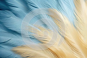 Beautiful closeup feather background in light blue and gold colors. Macro texture