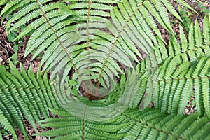 Beautiful closeup of a fern in a forest seen from above