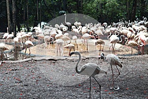 Beautiful closeup flamingo animal in the public parks