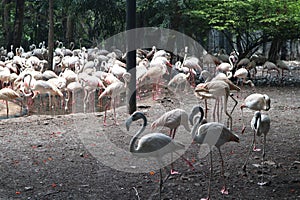 Beautiful closeup flamingo animal in the public parks