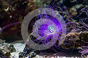 Beautiful closeup of a flower tube sea anemone shining purple light, tropical animal specie from the indo-pacific ocean