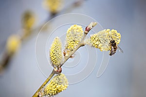 Beautiful closeup of flowering willow with bee on sunny day