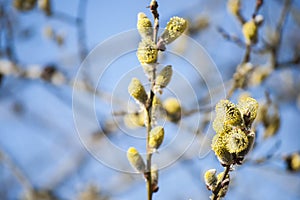 Beautiful closeup of flowering willow branches in sunlight