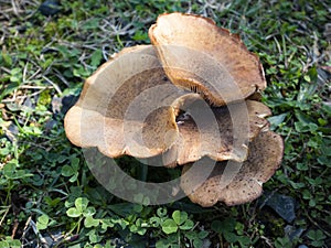 Beautiful closeup of forest mushrooms. Lactarius deterrimus