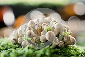 Beautiful closeup of forest mushrooms in moss, autumn season