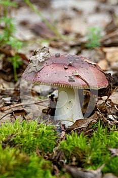 Beautiful closeup of forest mushrooms. Mushrooms photo, forest photo, forest background