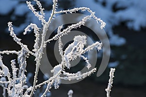 Beautiful closeup with frost crystals on plants in the autumn morning