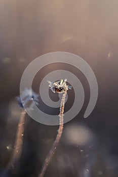 A beautiful closeup of a frosty moss in morning wetlands. Swamp flora with ice crystals.