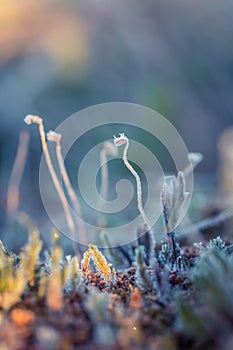 A beautiful closeup of a frosty moss in morning wetlands. Swamp flora with ice crystals.