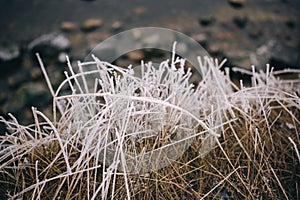 Beautiful closeup of frozen grass by the sea in winter