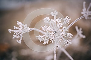 Beautiful closeup of frozen plant in winter