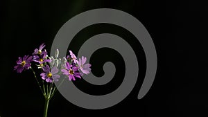 Beautiful closeup geraniaceae, purple flower in dark