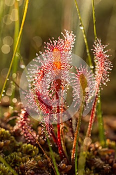 A beautiful closeup of a great sundew leaves in a morning light. Carnivorous plant in marsh.