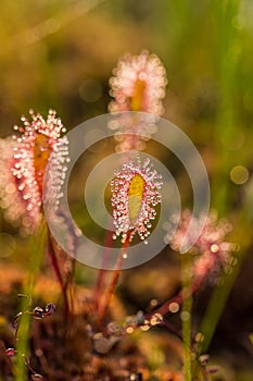 A beautiful closeup of a great sundew leaves in a morning light. Carnivorous plant in marsh.