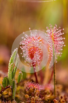 A beautiful closeup of a great sundew leaves in a morning light. Carnivorous plant in marsh.