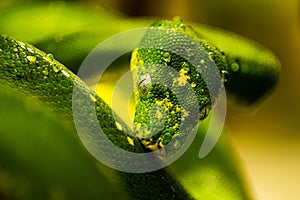 Beautiful closeup of a green tree python
snake