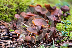 Beautiful closeup of a group of brown mushrooms growing on an old trunk with green moss