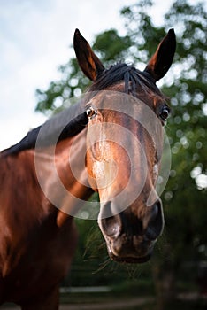 Beautiful closeup of a horse face in the field