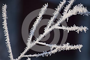 Beautiful closeup of ice crystals on tree branches