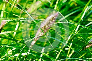 A Beautiful Closeup image of a Blade Grass