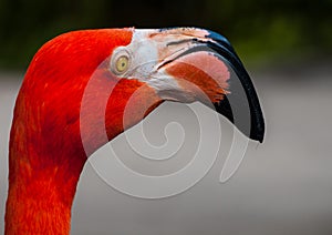 A beautiful closeup image of a Flamingo