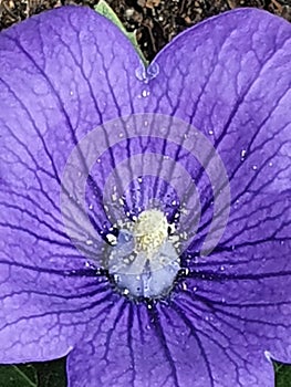 Beautiful closeup of the inside pollinated  pistil of a purple balloon flower