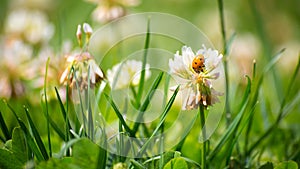 A beautiful closeup of a ladybug