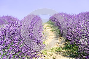 Beautiful closeup lavender field summer landscape