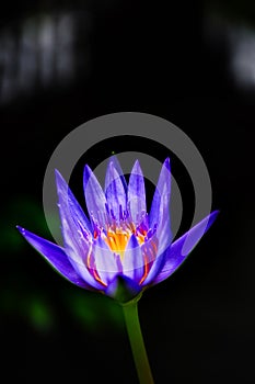 Beautiful Closeup of a Lotus Flower or Waterlilly