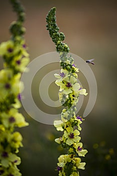 Beautiful closeup, macro photo of black mullein and flying wasp