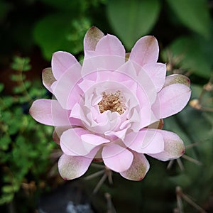 Beautiful closeup macro of pink cactus flower