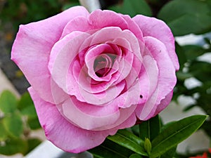 Beautiful closeup macro of pink rose in the garden