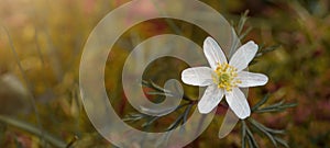 Beautiful closeup macro of wood anemone  Anemone nemorosa  on green meadow in the forest photo