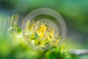 Beautiful closeup of moss growing on the forest floor in spring. Small natural scenery in woodlands. Shallow depth of field.