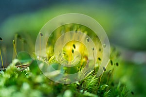 Beautiful closeup of moss growing on the forest floor in spring. Small natural scenery in woodlands. Shallow depth of field.