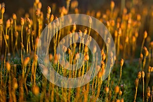 Beautiful closeup of a moss growing in natural habitat in swamp. Scenery of a wetland flora