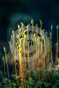 Beautiful closeup of a moss growing in natural habitat in swamp. Scenery of a wetland flora