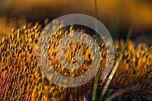 Beautiful closeup of a moss growing in natural habitat in swamp. Scenery of a wetland flora