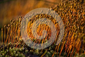 Beautiful closeup of a moss growing in natural habitat in swamp. Scenery of a wetland flora