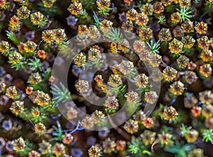 Beautiful closeup of a moss growing in natural habitat in swamp. Scenery of a wetland flora