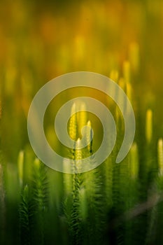 Beautiful closeup of a moss growing in natural habitat in swamp. Scenery of a wetland flora