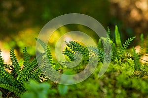 Krásný detailní záběr na horskou vegetaci v Tatrách na Slovensku, v Evropě. Letní rostliny v národním parku Tatry.
