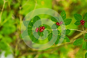 A beautiful closeup of a mountain vegetation in Tatra mountains in Slovakia, Europe. Summer plants in Tatry national park.