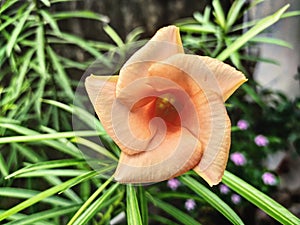 A beautiful Closeup  Orange flower , top view. Photography By Apoorve Verma photo