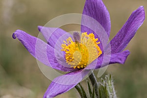 Beautiful closeup of a pasque flower anemone pulsatilla with a nice blurred background