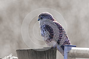 A beautiful closeup of a perched Kestrel photo